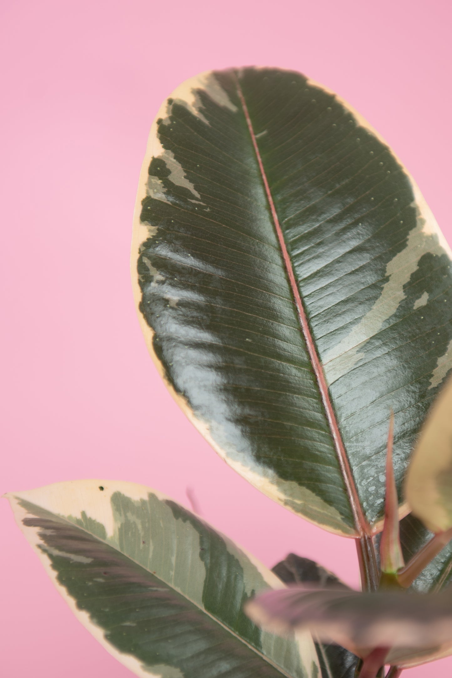 Ficus elastica ‘Tineke’