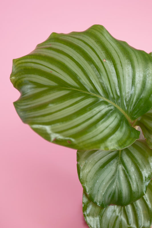 Calathea orbifolia