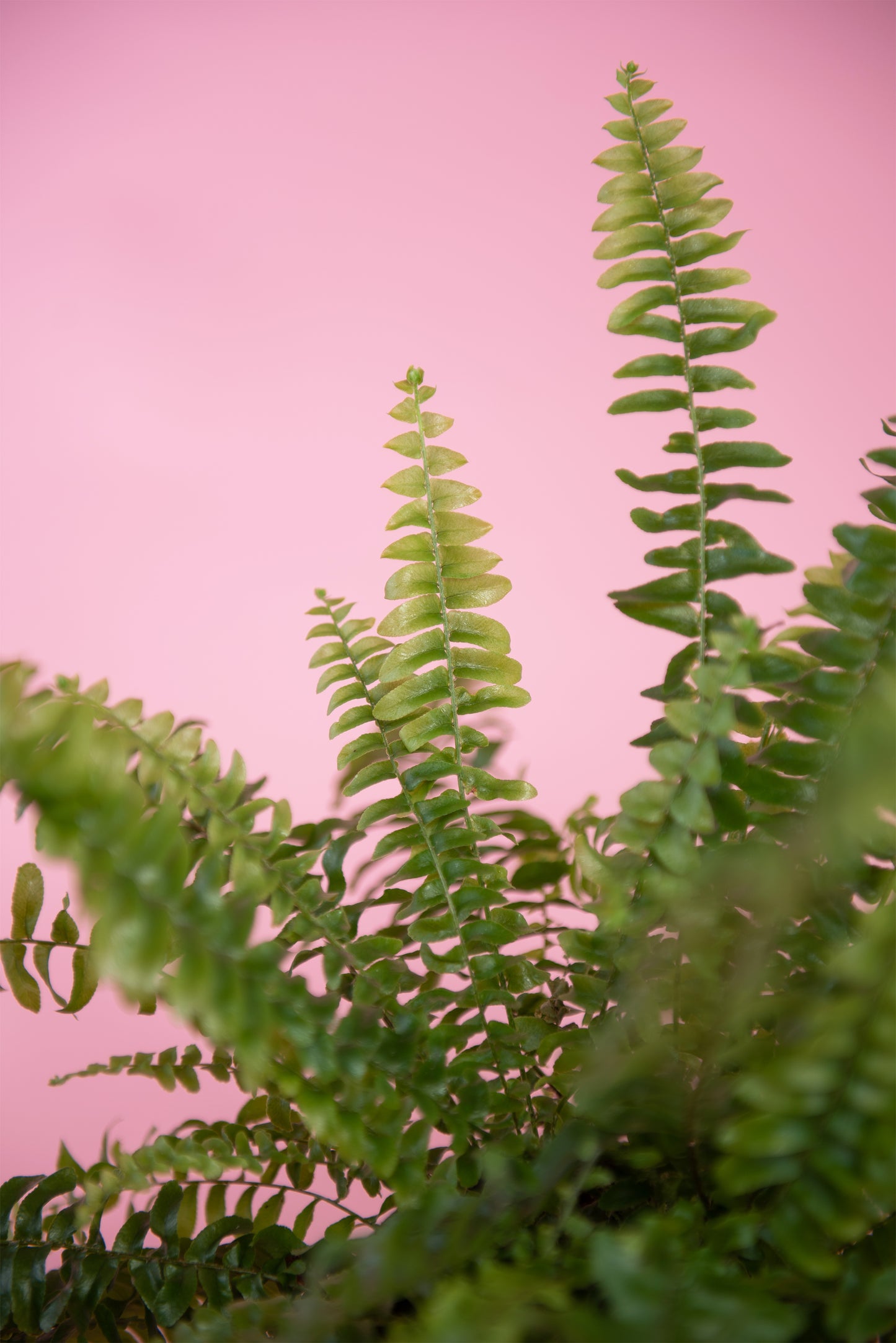 Nephrolepis exaltata ‘Boston Fern’