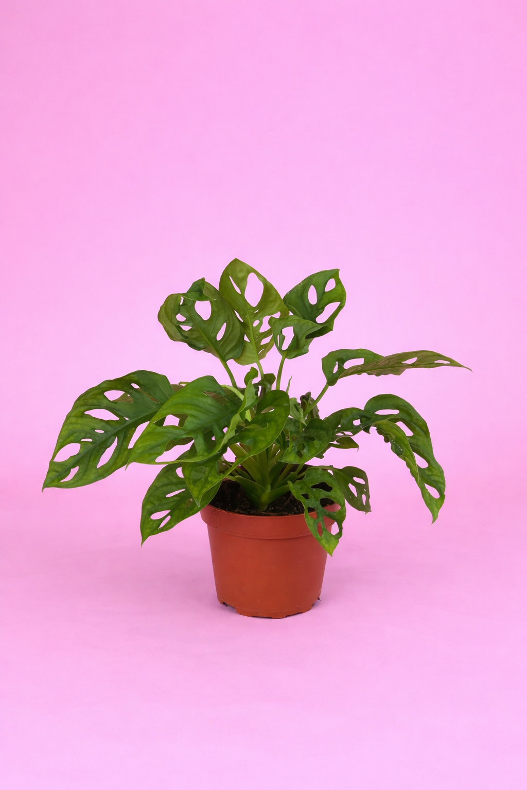 Monstera adansonii