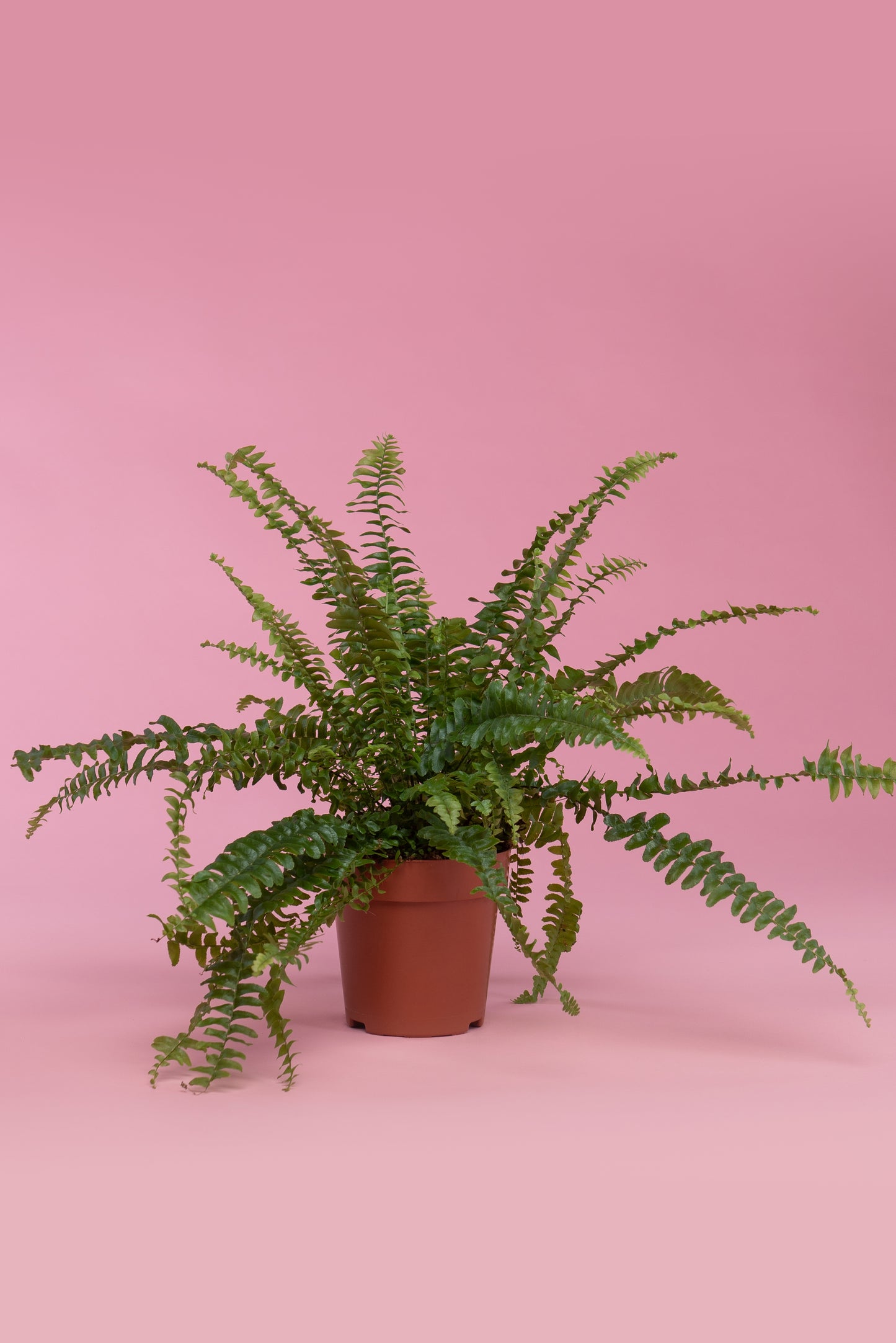 Nephrolepis exaltata ‘Boston Fern’