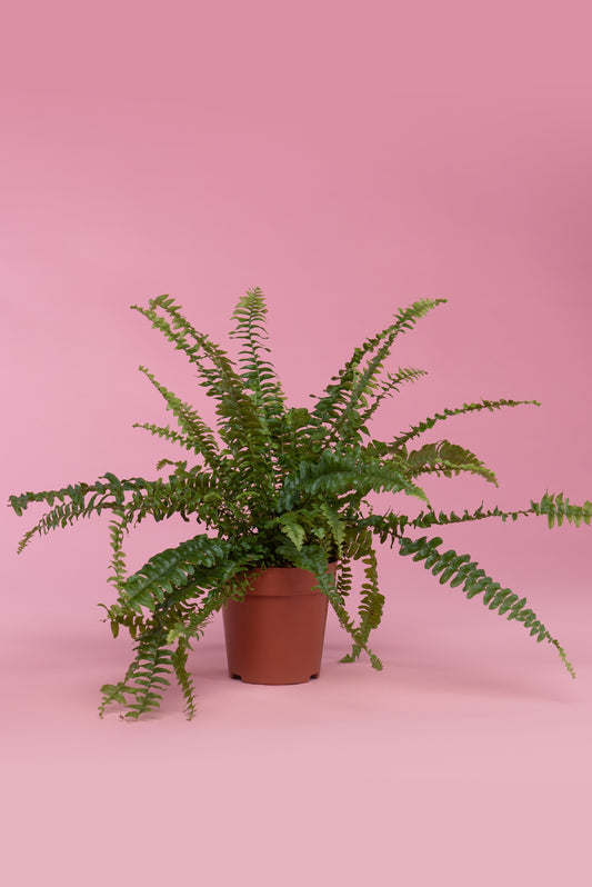 Nephrolepis exaltata ‘Boston Fern’
