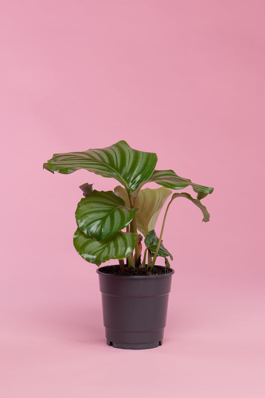 Calathea orbifolia
