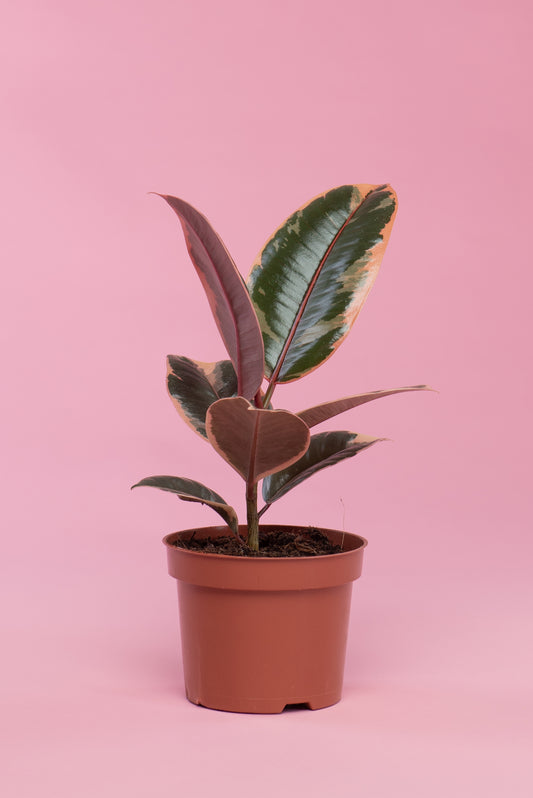 Ficus elastica ‘Tineke’