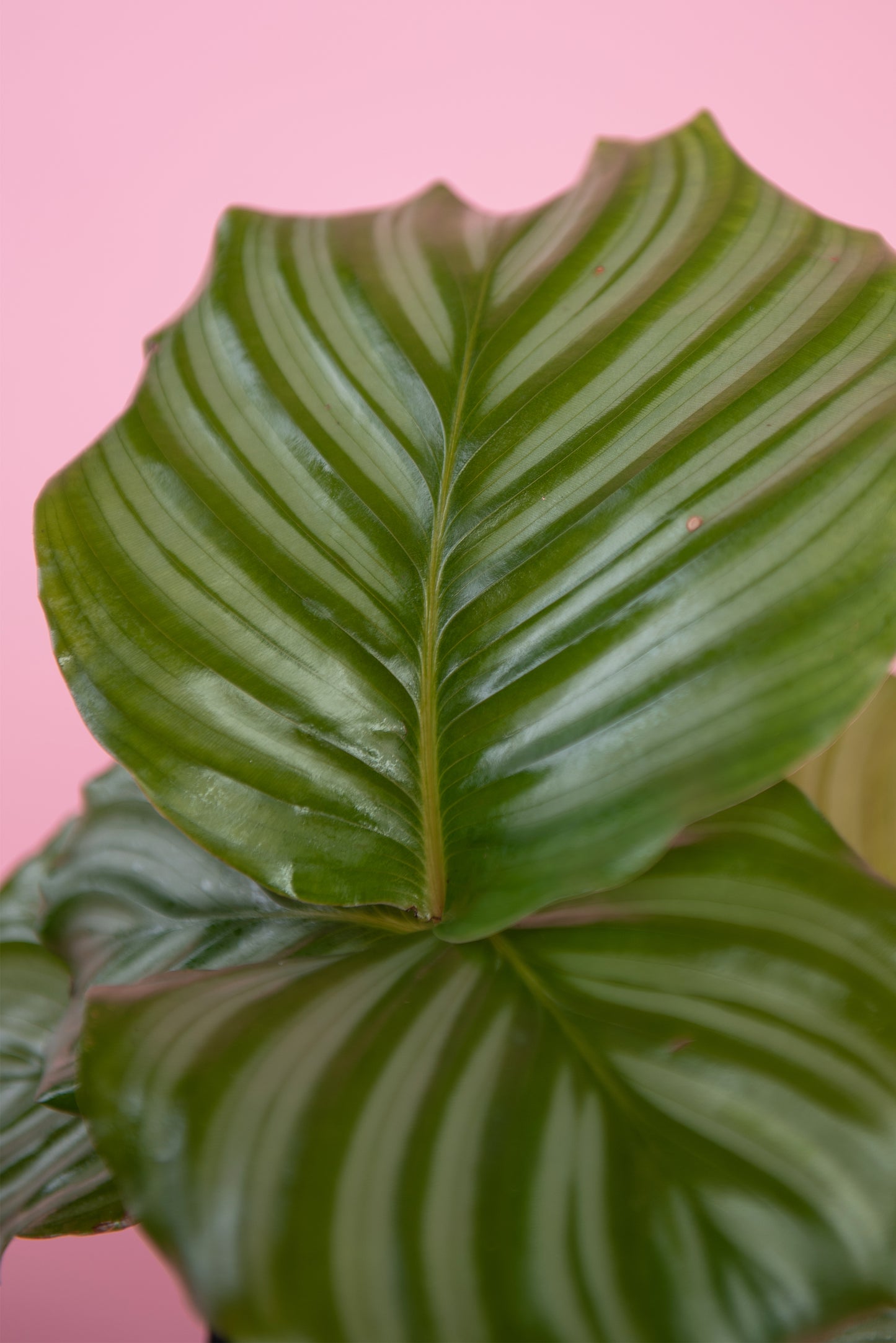Calathea orbifolia