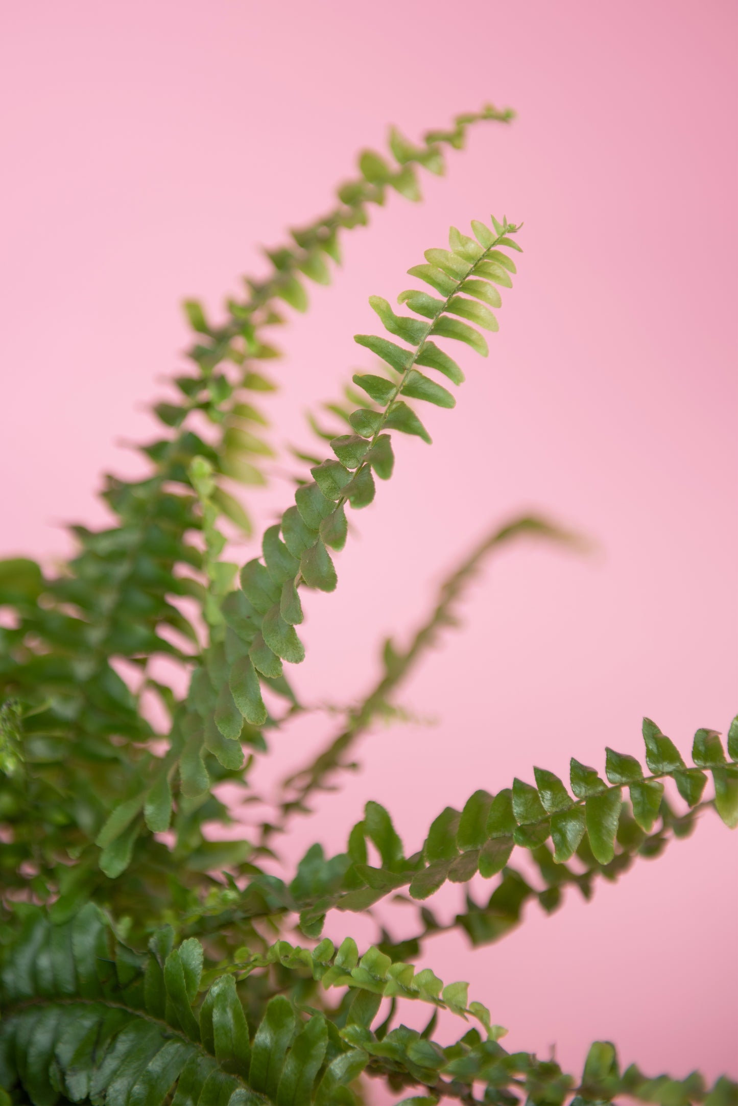 Nephrolepis exaltata ‘Boston Fern’