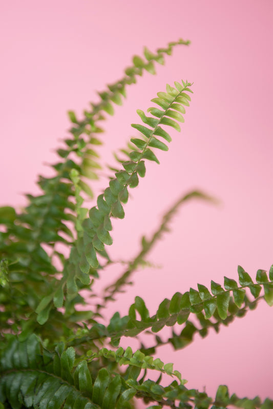 Nephrolepis exaltata ‘Boston Fern’