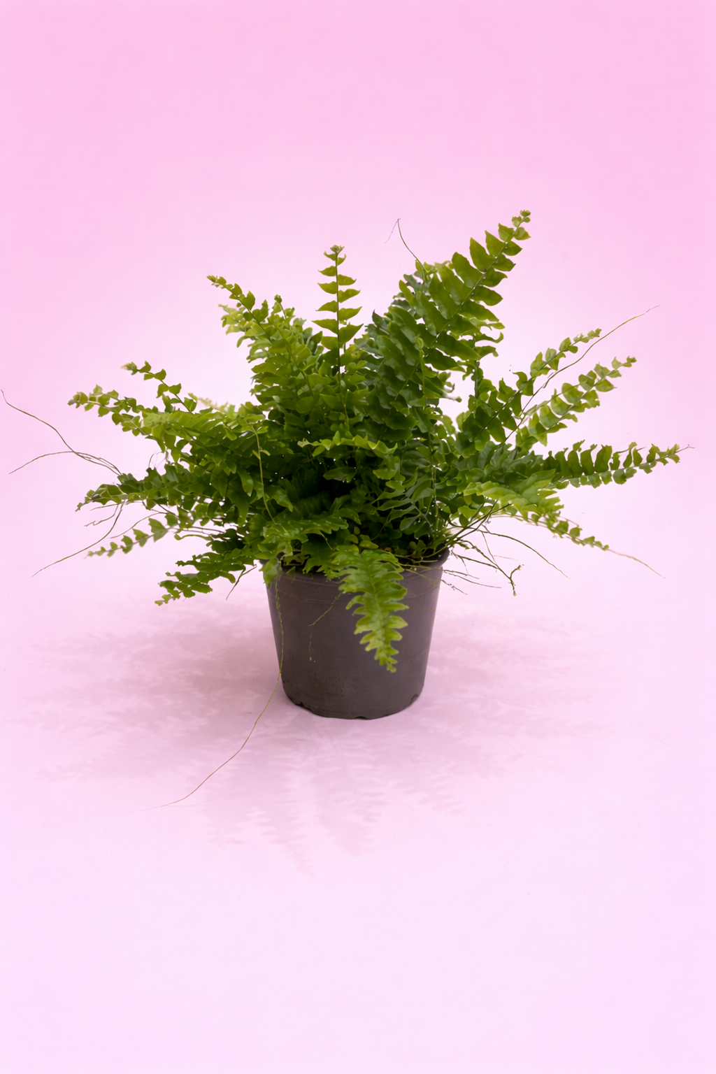 Nephrolepis exaltata ‘Boston Fern’