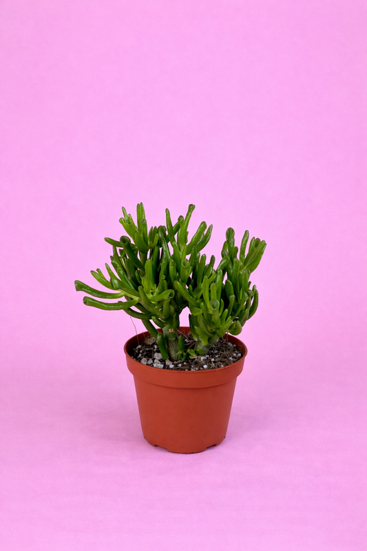 Crassula ovata