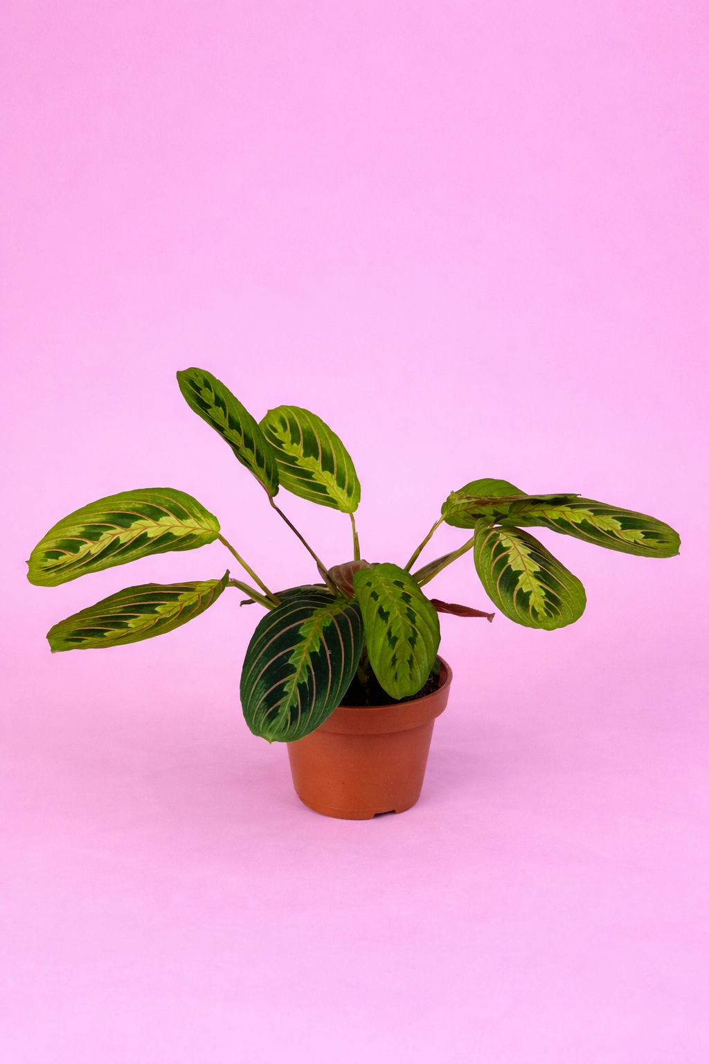 Maranta leuconeura