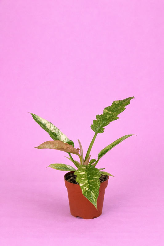 Philodendron ‘Ring of Fire’