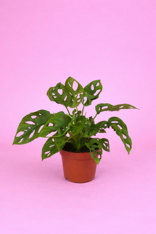 Monstera adansonii