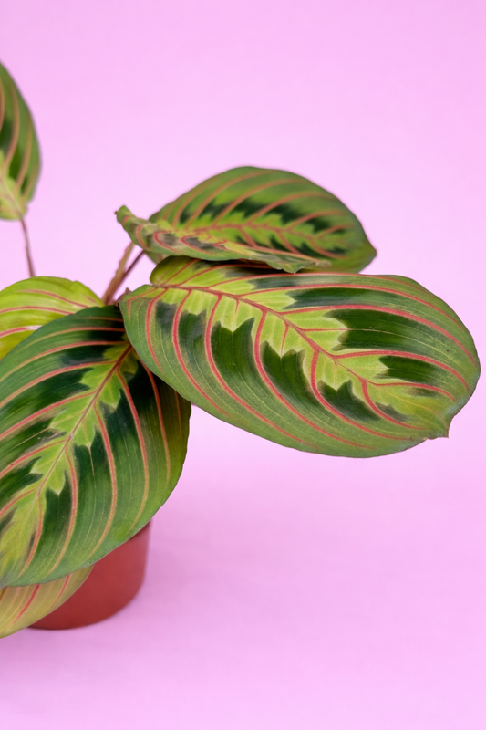 Maranta leuconeura
