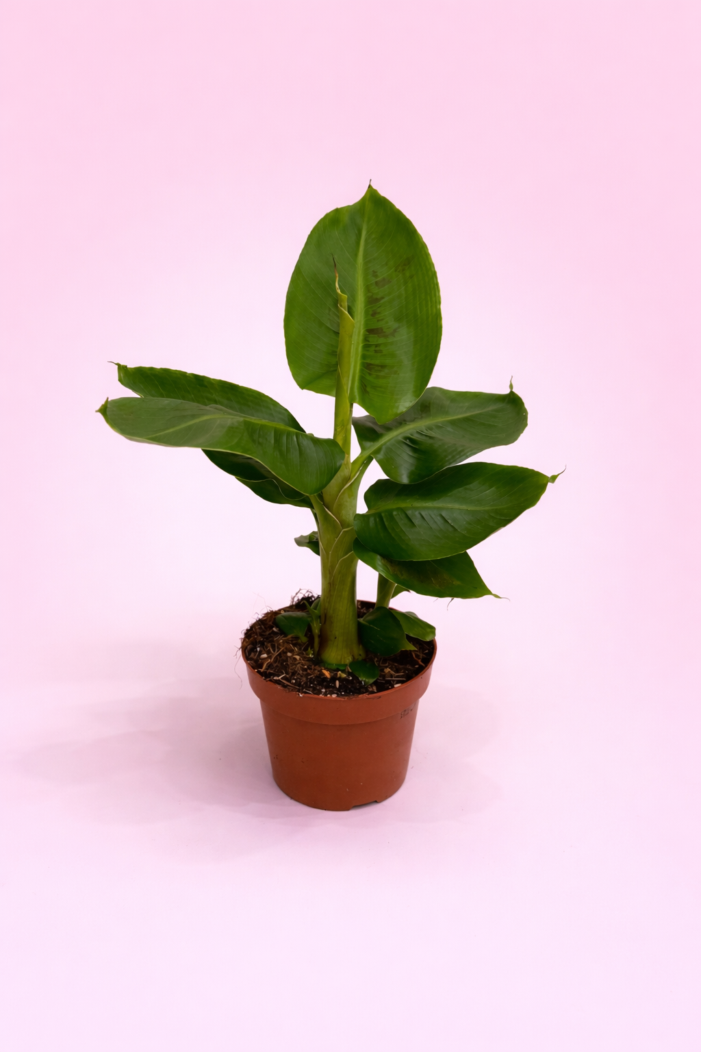 Musa tropicana