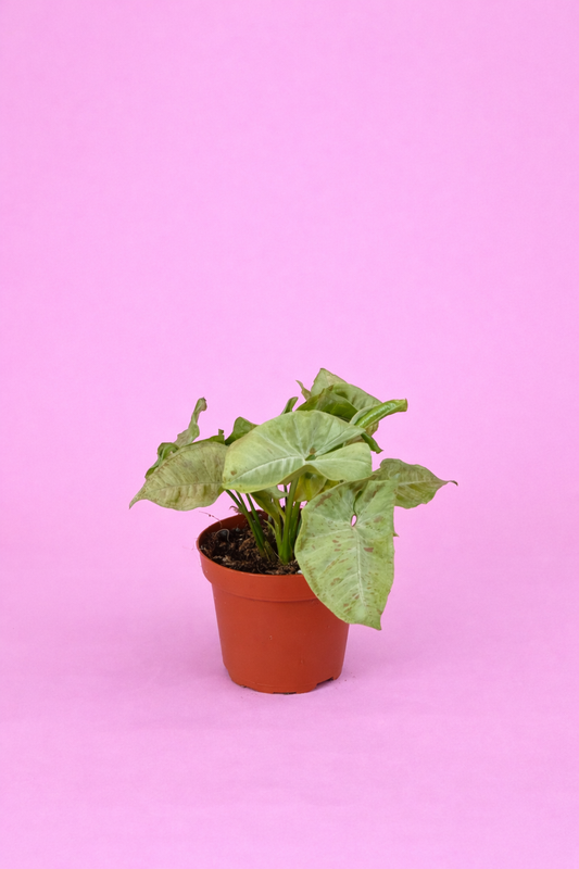 Syngonium ‘Milk Confetti’