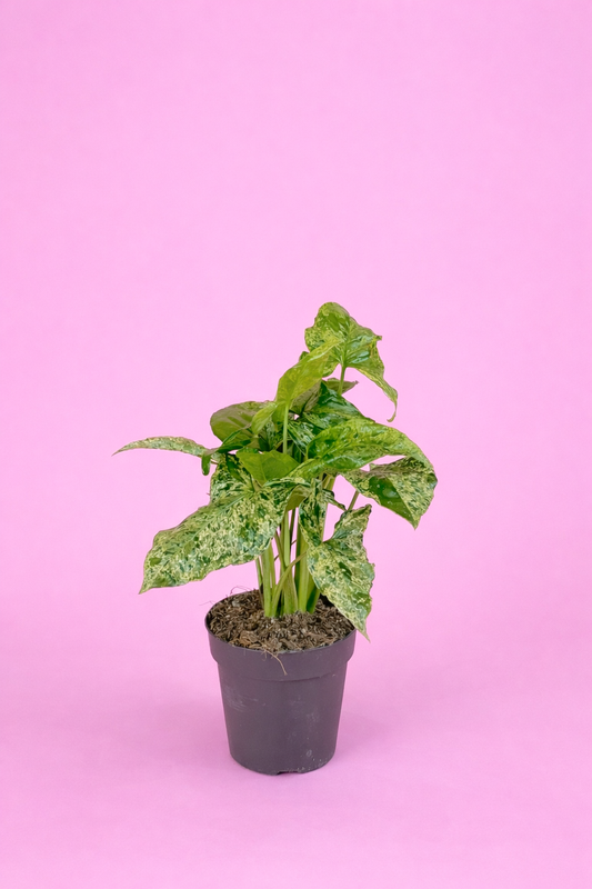 Syngonium 'mojito'